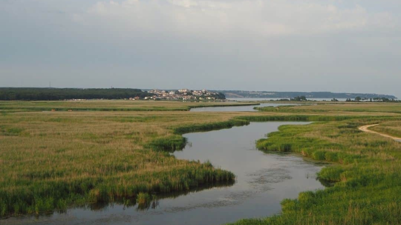 CA_Wetlands.jpg
